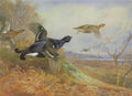 archibald thorburn blackgame in flight A4 Photo Print