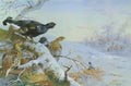 archibald thorburn blackgame in the birches A4 Photo Print