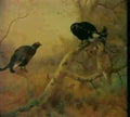 archibald thorburn blackgame in the woods A4 Photo Print