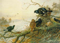 archibald thorburn blackgame in winter A4 Photo Print