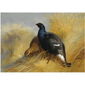 archibald thorburn blackgame on corn stooks A4 Photo Print