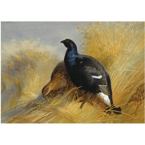 archibald thorburn blackgame on corn stooks A4 Photo Print