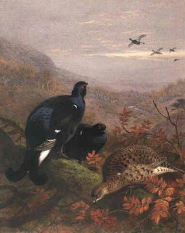 archibald thorburn blackgame on rowan A4 Photo Print