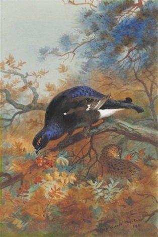 archibald thorburn blackgame perched on a rowan tree A4 Photo Print