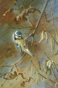 archibald thorburn blue tit and wren 2 works A4 Photo Print