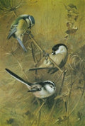 archibald thorburn blue tit marsh tit and long tailed tit A4 Photo Print