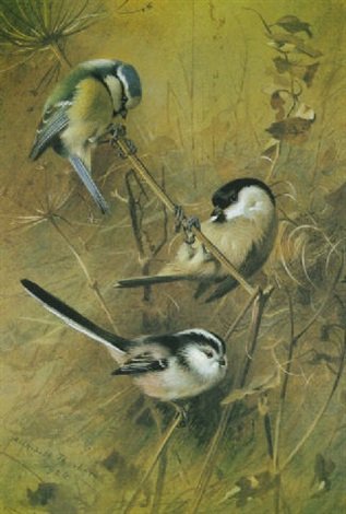archibald thorburn blue tit marsh tit and long tailed tit A4 Photo Print