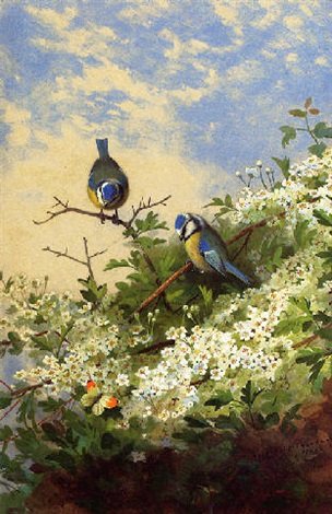 archibald thorburn blue tits and an orange tip butterfly among hawthorn blossom A4 Photo Print