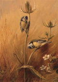 archibald thorburn blue tits on teasles A4 Photo Print