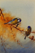 archibald thorburn blue tits on the branch of a fir tree A4 Photo Print