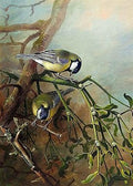 archibald thorburn blue tits A4 Photo Print