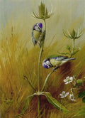 archibald thorburn bluetits on a teasel A4 Photo Print