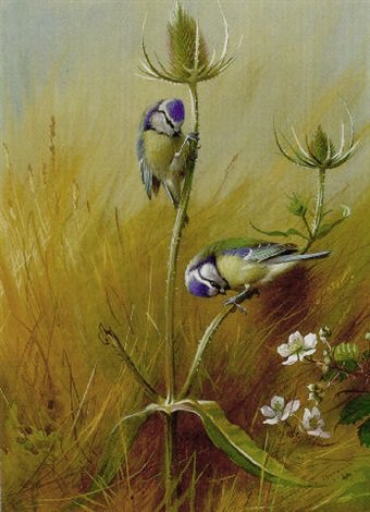 archibald thorburn bluetits on a teasel A4 Photo Print