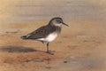 archibald thorburn bonaparte sandpiper A4 Photo Print