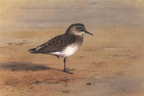 archibald thorburn bonaparte sandpiper A4 Photo Print