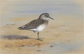 archibald thorburn bonapartes sandpiper A4 Photo Print