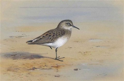 archibald thorburn bonapartes sandpiper A4 Photo Print