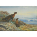 archibald thorburn brace of grouse A4 Photo Print
