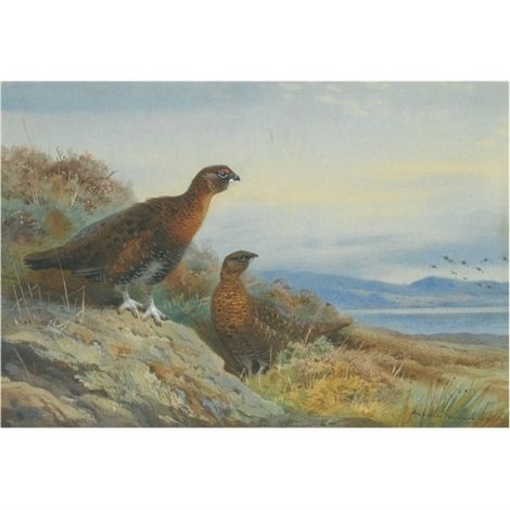 archibald thorburn brace of grouse A4 Photo Print