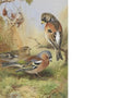archibald thorburn brambling and a pair of chaffinches A4 Photo Print
