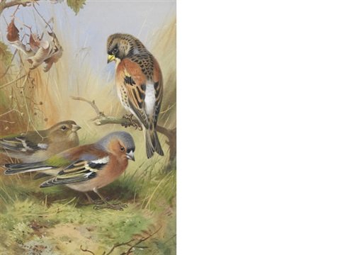 archibald thorburn brambling and a pair of chaffinches A4 Photo Print