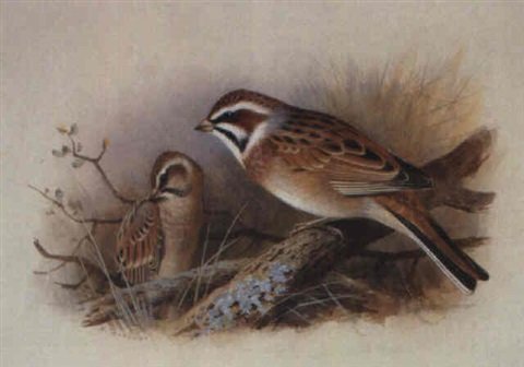 archibald thorburn brandts bunting A4 Photo Print