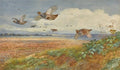 archibald thorburn breaking cover partridges in flight A4 Photo Print