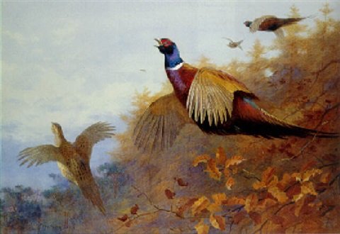 archibald thorburn breaking out of cover A4 Photo Print