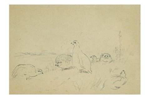 archibald thorburn brent goose study A4 Photo Print