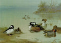 archibald thorburn buffel headed duck american green winged teal and hooded merganser A4 Photo Print