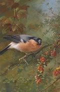 archibald thorburn bullfinch and blackbird 2 works A4 Photo Print