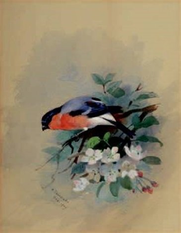 archibald thorburn bullfinch on a branch of apple blossom A4 Photo Print