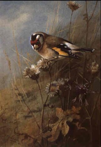 archibald thorburn bullfinch on a thistle A4 Photo Print