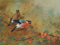 archibald thorburn bullfinches and pyrus japonica A4 Photo Print
