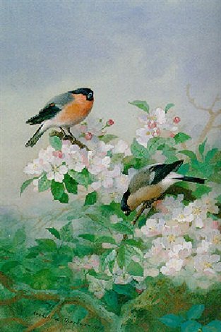 archibald thorburn bullfinches on apple blossom A4 Photo Print