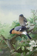 archibald thorburn bullfinches A4 Photo Print