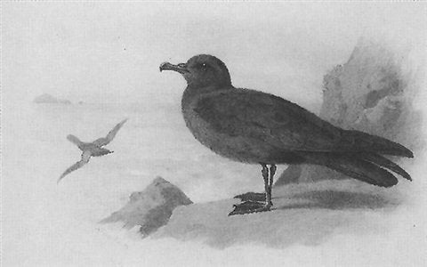 archibald thorburn bulwers petrel A4 Photo Print