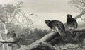 archibald thorburn capercailie A4 Photo Print