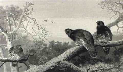 archibald thorburn capercailie A4 Photo Print