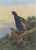 archibald thorburn capercaillie on a scots pine A4 Photo Print