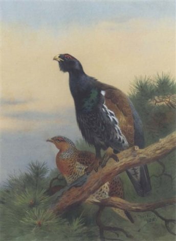 archibald thorburn capercaillie on a scots pine A4 Photo Print