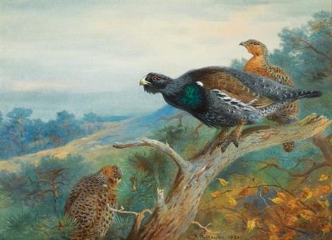 archibald thorburn capercaillie A4 Photo Print
