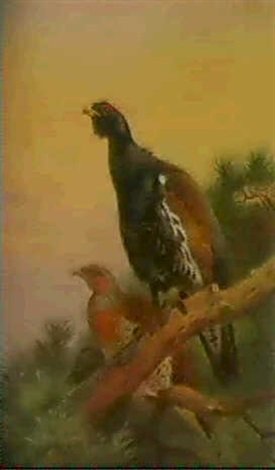 archibald thorburn capercaillies on a scotch pine A4 Photo Print