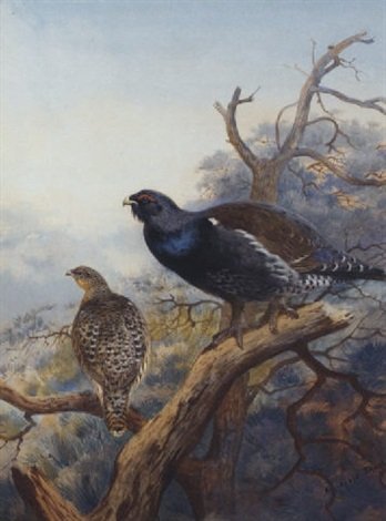 archibald thorburn capercallie A4 Photo Print