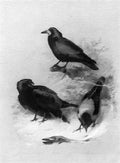 archibald thorburn carion crow rook hooded crow A4 Photo Print