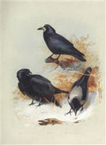 archibald thorburn carrion crow hooded crow A4 Photo Print