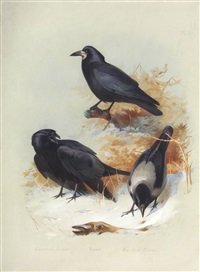 archibald thorburn carrion crow hooded crow A4 Photo Print