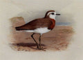 archibald thorburn caspian plover A4 Photo Print