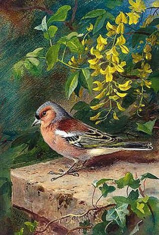 archibald thorburn chaffinch A4 Photo Print