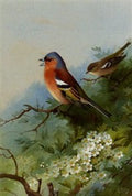 archibald thorburn chaffinches among hawthorn A4 Photo Print